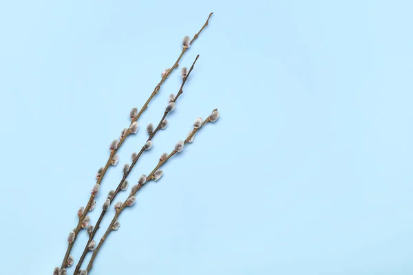 Pussy Willow Branches Blue Background — Fotografia de Stock