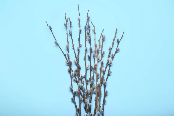 Pussy Willow Branches Blue Background — Stockfoto
