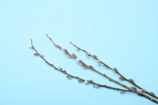 Pussy Willow Branches Color Background — Stok fotoğraf