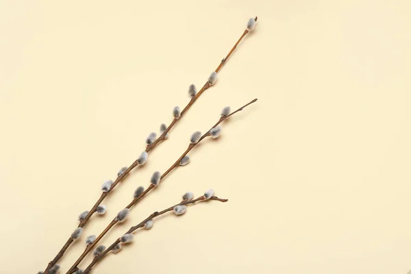 Branches Pussy Willow Color Background — Stock Photo, Image