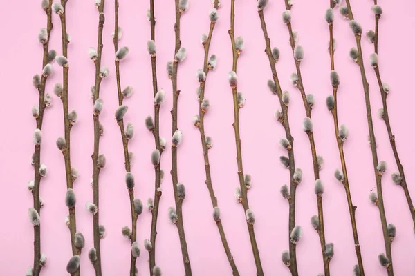 Many Pussy Willow Branches Pink Background — стоковое фото