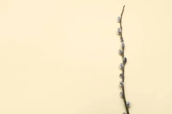 Pussy Willow Branch Color Background — Photo
