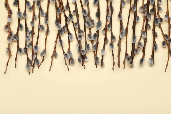 Many Blooming Pussy Willow Branches Color Background — Zdjęcie stockowe