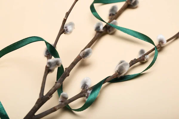 Pussy Willow Branches Ribbon Color Background Closeup — Stock Photo, Image