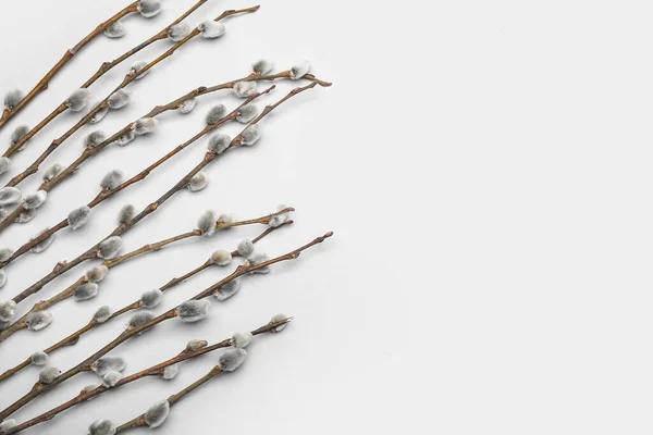 Pussy Willow Branches White Background — Fotografia de Stock