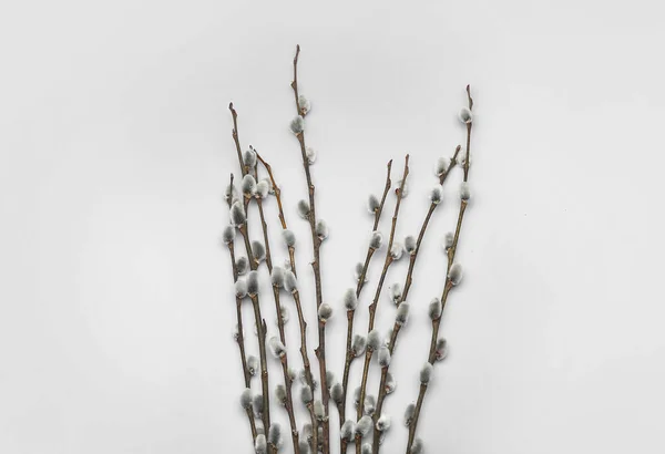 Pussy Willow Branches White Background — Stock Photo, Image