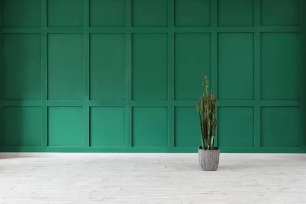 View Empty Room Green Wall Big Cactus — Stock Photo, Image