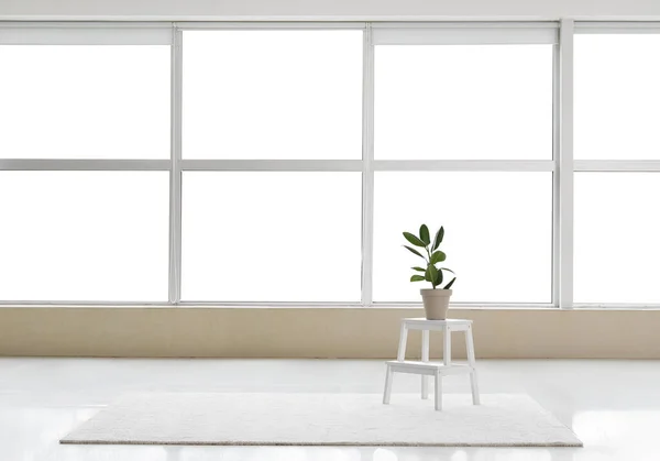 Zimmerpflanze Auf Leiter Und Teppich Großen Leeren Raum — Stockfoto