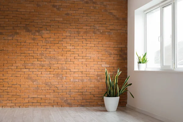 Houseplant Brick Wall Big Empty Wall — Stock Photo, Image