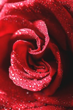 Taze kırmızı gül, yakın görünüm