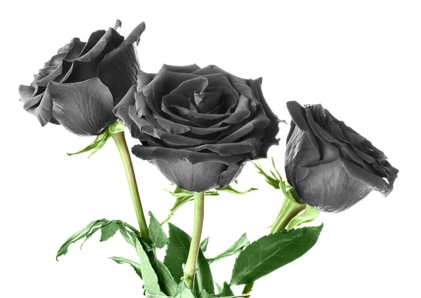 Свіжі Чорні Троянди Білому Тлі — стокове фото