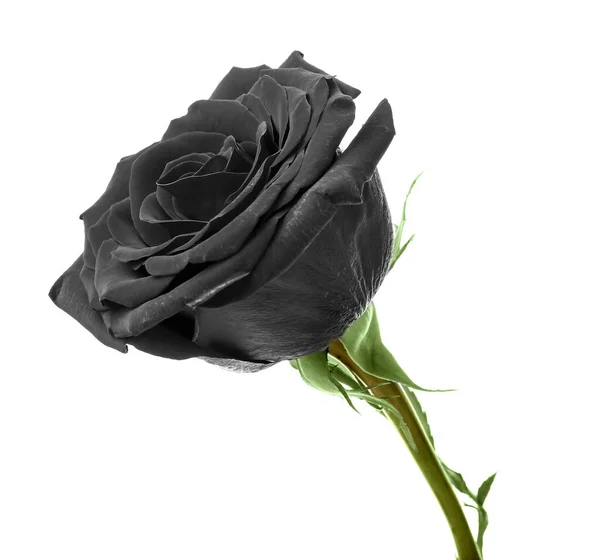 Свіжа Чорна Троянда Білому Тлі — стокове фото