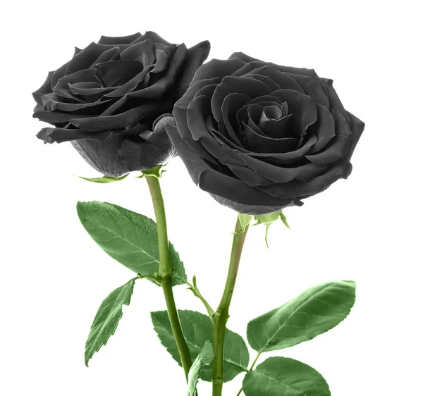 Φρέσκα Μαύρα Τριαντάφυλλα Λευκό Φόντο — Φωτογραφία Αρχείου
