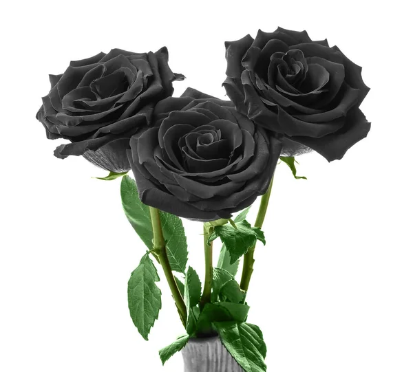 Φρέσκα Μαύρα Τριαντάφυλλα Λευκό Φόντο — Φωτογραφία Αρχείου