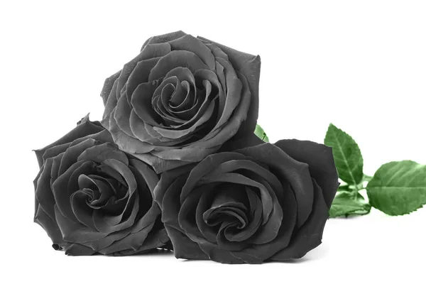 Fresh Black Roses White Background — Stock Photo, Image