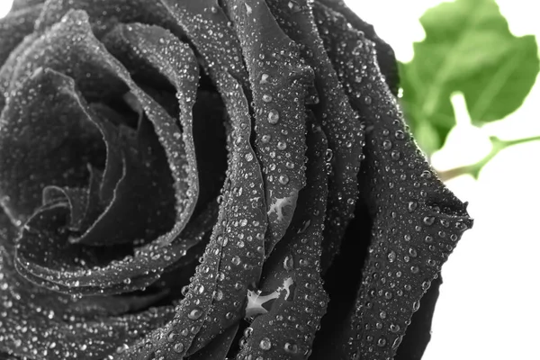 新的黑色玫瑰 白色背景 — 图库照片