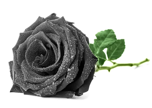 Frische Schwarze Rose Auf Weißem Hintergrund — Stockfoto