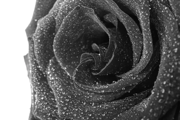 Fresh Black Rose White Background Closeup — Stock Photo, Image