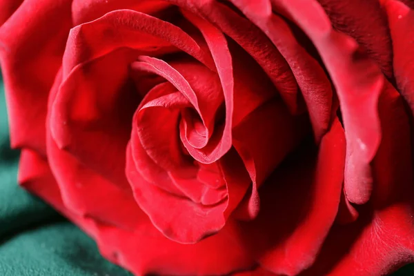Fresh Red Rose Closeup View — Stock Photo, Image