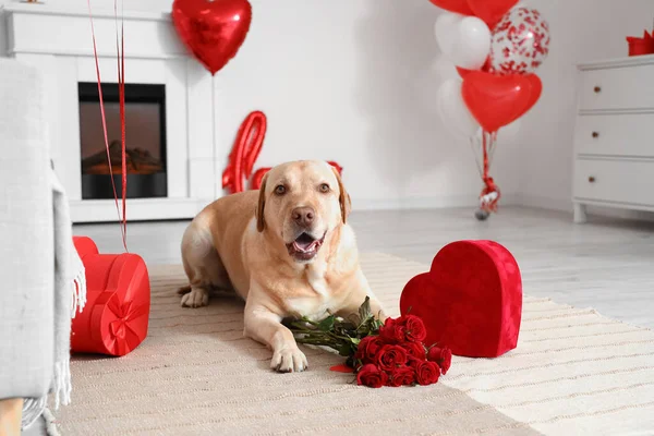 Cute Labrador Pies Różami Prezentem Pokoju Urządzone Walentynki — Zdjęcie stockowe
