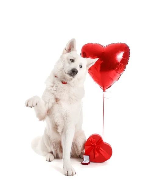 Vtipný Pes Dárkem Zásnubním Prstenem Balónem Bílém Pozadí Valentýnská Oslava — Stock fotografie