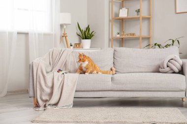 Oturma odasındaki gri koltukta tatlı kırmızı kedi.