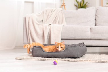 Sevimli kırmızı kedi kanepede uzanıyor.