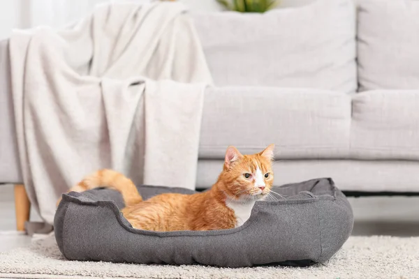Χαριτωμένο Κόκκινο Γάτα Που Βρίσκεται Στο Κρεβάτι Κατοικίδιων Ζώων Κοντά — Φωτογραφία Αρχείου