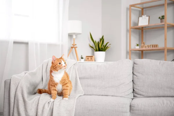 Cute Red Cat Grey Sofa Living Room — Stock Photo, Image