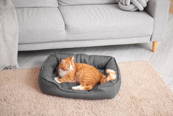 Evcil Hayvan Yatağında Yatan Sevimli Kırmızı Kedi — Stok fotoğraf