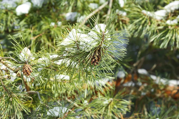 Closeup View Pine Tree Branches Covered Snow Winter Day — Stock Photo, Image