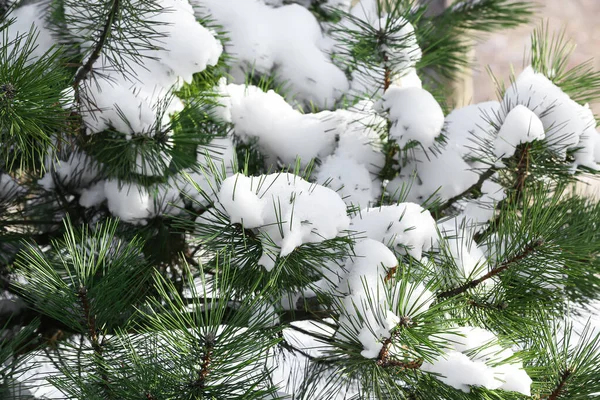 Крупный План Ветвей Сосен Покрытых Снегом Зимний День — стоковое фото