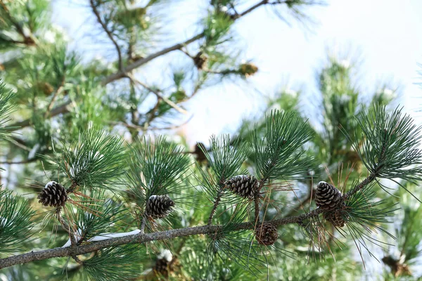 Pine Tree Branches Cones Winter Day — Stock Photo, Image
