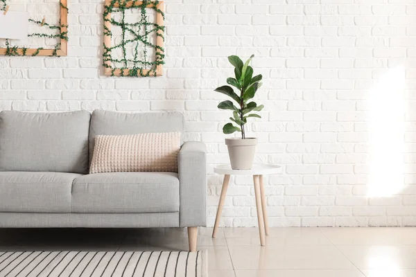 Sofá Elegante Planta Interior Cerca Pared Ladrillo Blanco —  Fotos de Stock