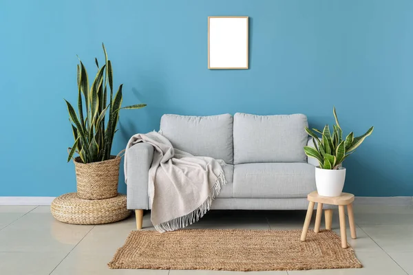 Stylish Sofa Houseplants Blue Wall — Stock Photo, Image