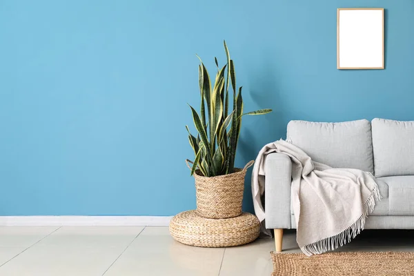 Stylish Sofa Houseplant Blue Wall — Stock Photo, Image