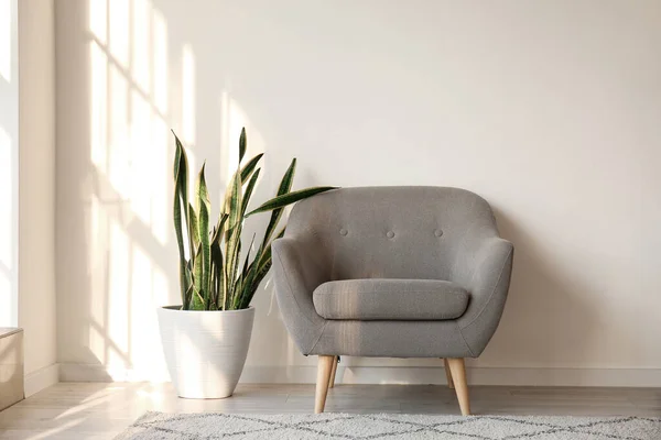 Comfortable armchair and houseplant near white wall