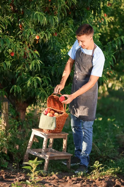 庭のウィッカーバスケットに甘い桃を入れて若い男 — ストック写真