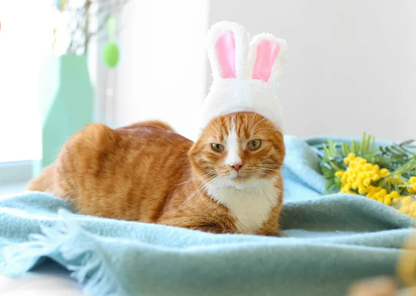 Lindo Gato Orejas Conejo Acostado Cama Vacaciones Pascua — Foto de Stock