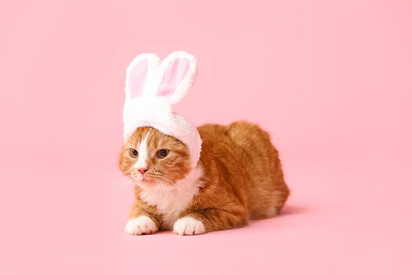 Милая Кошка Кроличьих Ушах Розовом Фоне — стоковое фото