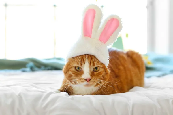 Gato Bonito Orelhas Coelho Deitado Cama Férias Páscoa — Fotografia de Stock