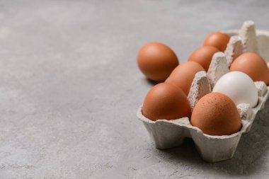 Gri arka planda taze tavuk yumurtası.