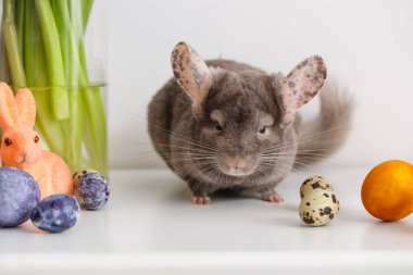 Paskalya yumurtaları ve parlak arka planda oyuncak tavşanlı şirin çinçilla.