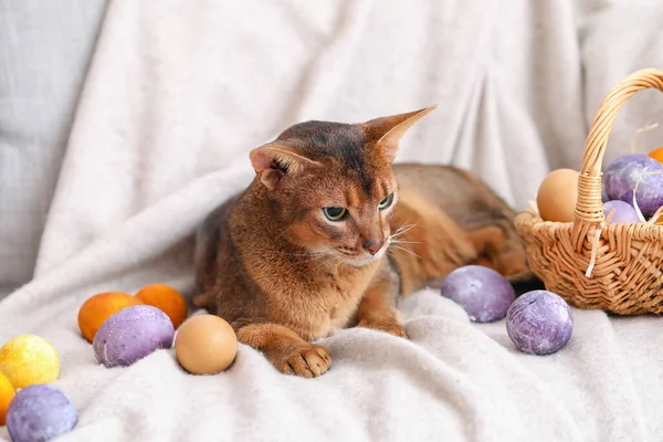 Niedliche Abessinische Katze Mit Ostereiern Auf Dem Heimischen Sofa — Stockfoto