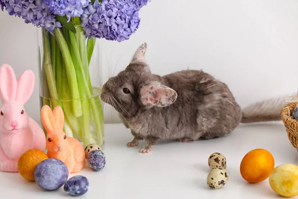 Niedliche Chinchilla Mit Ostereiern Blumen Und Spielzeughasen Auf Hellem Hintergrund — Stockfoto