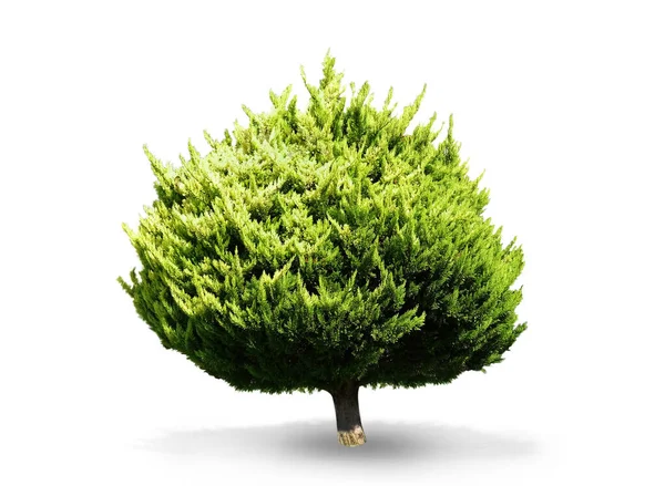 Beyaz Arkaplanda Yeşil Kozalaklı Ağaç — Stok fotoğraf