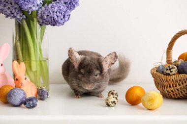 Paskalya yumurtalı, çiçekli ve arka planda oyuncak tavşanlı şirin çinçilla.