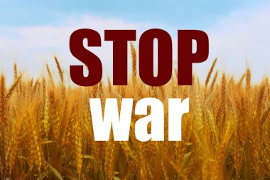 Altın buğday tarlası ve mavi gökyüzü Ukrayna bayrağının sembolü olarak yazılmıştır.