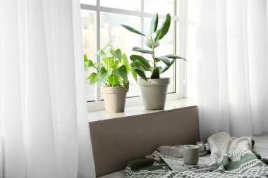 Pencere pervazında yeşil bitkiler