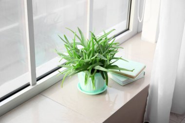 Yeşil aloe vera çiçekli saksı ve pencere eşiğinde kitaplar